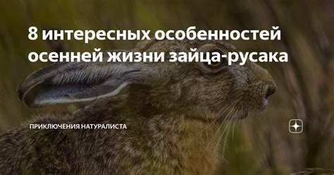 Выделение черт и особенностей зайца