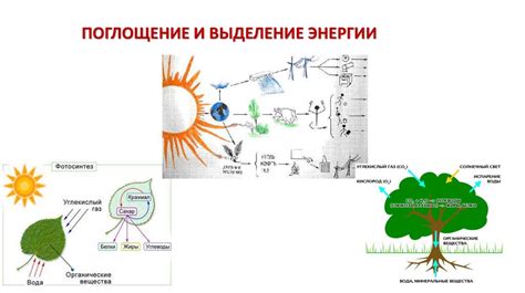 Выделение энергии