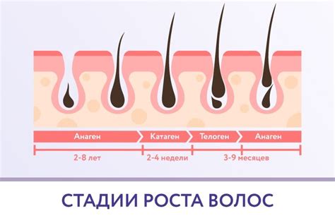 Выдернутые волосы - влияние на рост новых волос: научные факты