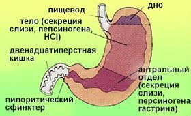 Выработка желудочного сока: влияние физической активности