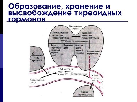 Выработка и высвобождение гормонов