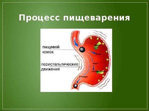 Выработка тепла во время пищеварения