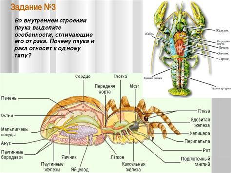 Вырезаем и собираем основное тело паука