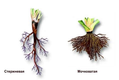 Вырывание корневой системы