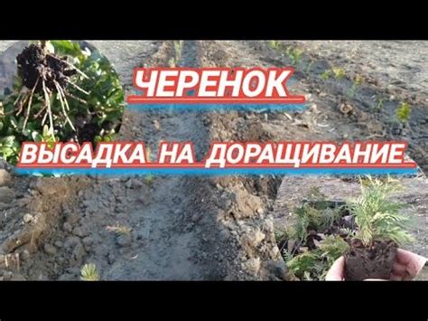 Высадка черенков и дальнейшее развитие