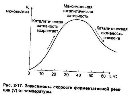 Высокая активность ферментов