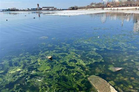 Высокая концентрация водорослей