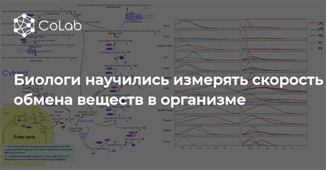 Высокая скорость обмена веществ