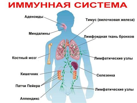 Высокая температура и иммунная система