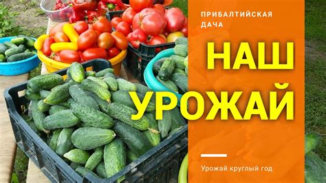 Высокая урожайность и экономическая польза