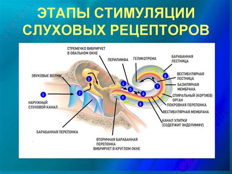 Высокая чувствительность слуховых рецепторов