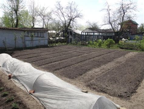 Высокая эффективность использования биогумуса на огороде