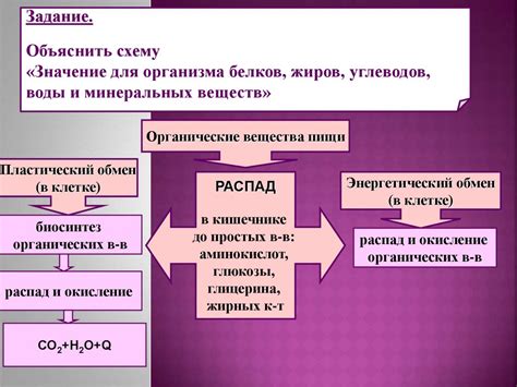 Высокие температуры и процесс обмена веществ