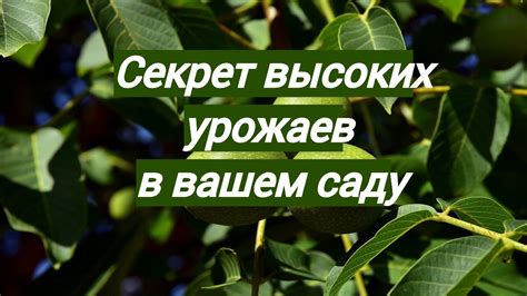 Высокие урожаи и долгое срезание плодов