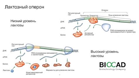 Высокий уровень лактозы