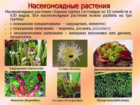 Высшая паразитическая флора: растения, питающиеся гетеротрофно