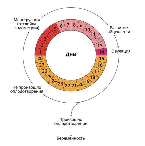 В какой точке цикла женщины наиболее вероятно забеременеть сразу дважды