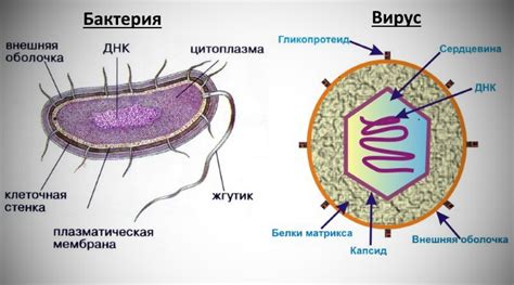 В космосе обитает множество вирусов и бактерий