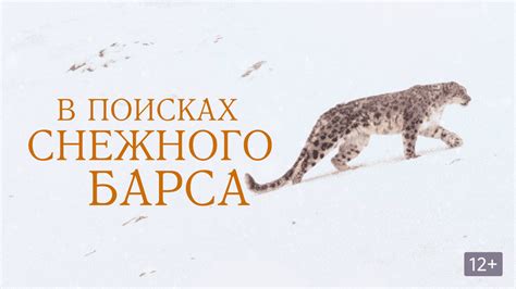 В поисках пропавшего барса