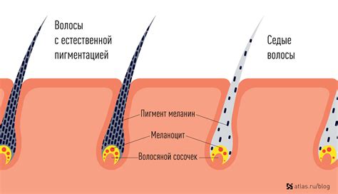 В чем состоит процесс ботоксирования волос: подробная инструкция