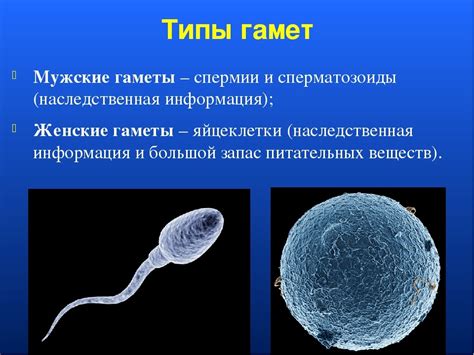 Гаметы: особенности генного состава и хромосомы