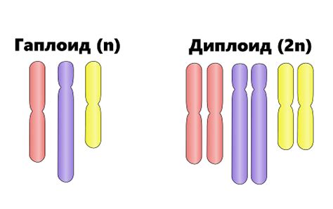 Гаплоидный набор хромосом