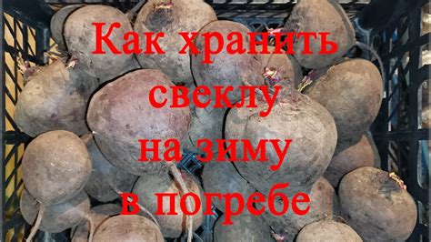 Где и как правильно хранить сахарную свеклу