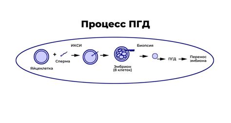 Генетическая диагностика и биопсия яичек