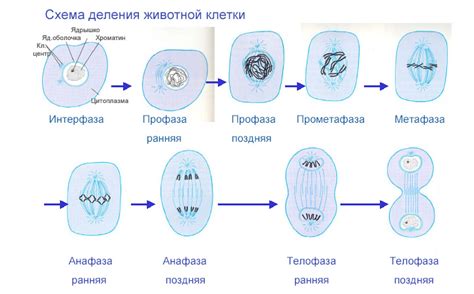 Генетическая идентичность клеток после митоза