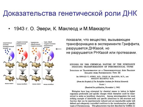 Генетическая информация и ее передача