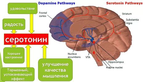 Генетическая предрасположенность к недостатку дофамина и серотонина