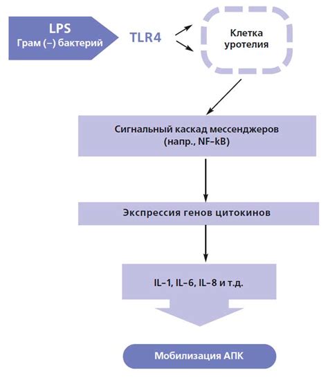 Генетическая предрасположенность мальчиков к медленному развитию