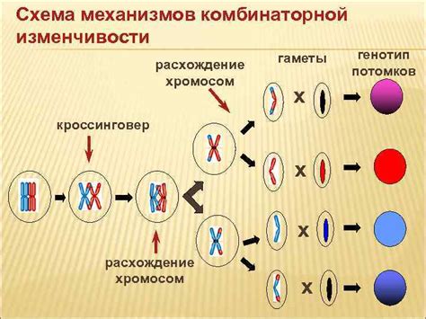 Генетическая связь и наследственность