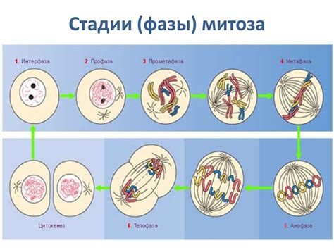 Генетическая стабильность во время митоза