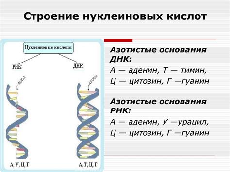 Генетические методы анализа ДНК и количества гуаниновых нуклеотидов