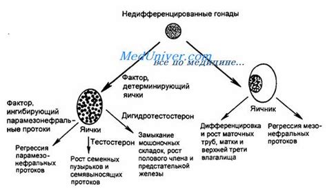 Генетические методы определения пола