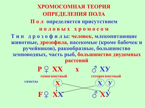 Генетические методы определения пола котенка