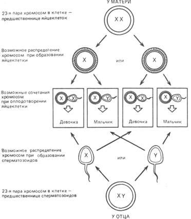 Генетические основы изменения полового развития