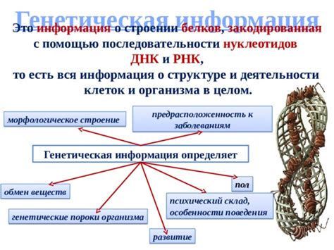 Генетические особенности и предрасположенность