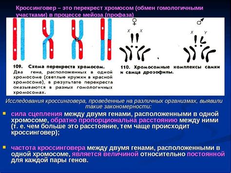 Генетические особенности котов