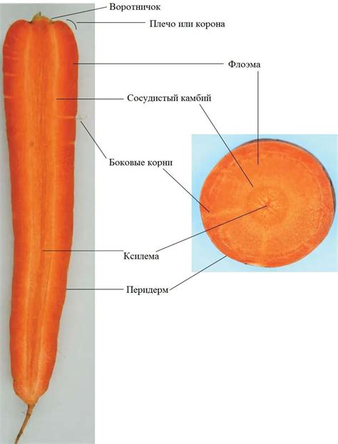 Генетические особенности моркови