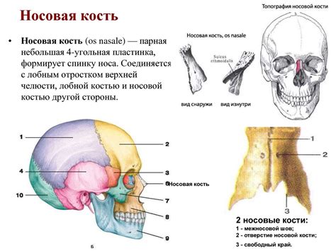 Генетические особенности формы носовой кости