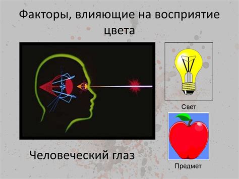 Генетические факторы, влияющие на изменение цвета кожи под воздействием света