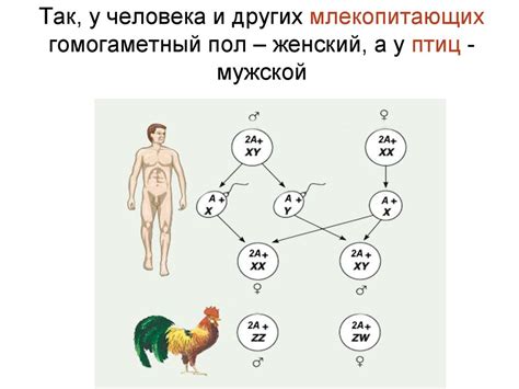 Генетические факторы, определяющие пол ребенка