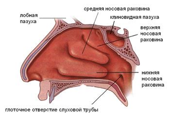 Генетические факторы в формировании носовой перегородки