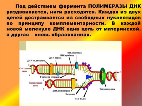 Генетический код и язык ДНК