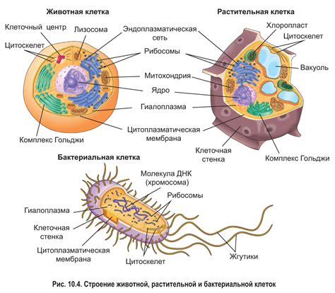 Генетический материал в ядре растительной клетки