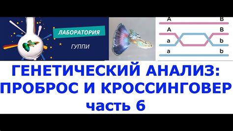 Генетический перекрестный кроссинговер: механизм