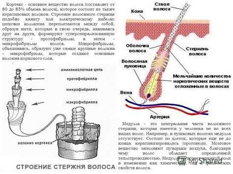 Генетический фактор в образовании пушковых волос