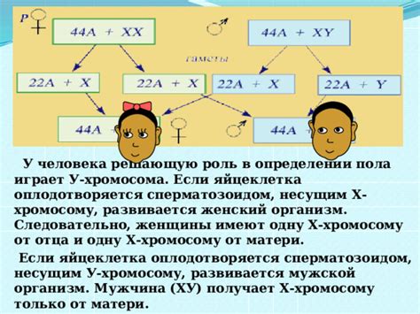 Генетический фактор и его роль в определении пола ребенка